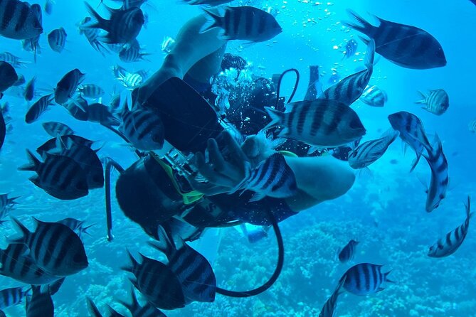 2 Hours Underwater Life in a Semi Submarine From Marsa Alam - Pricing Details