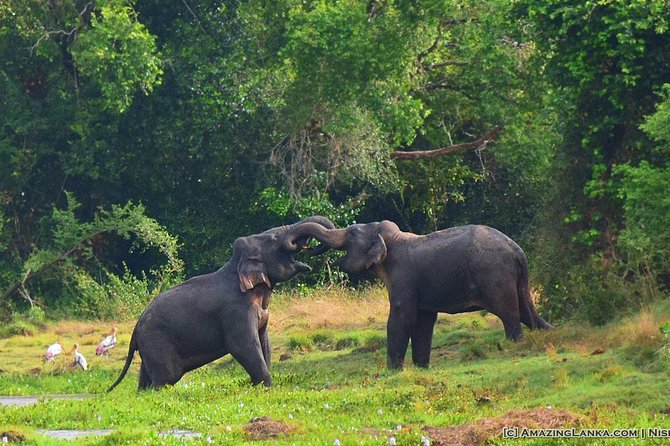 3-Day All Inclusive Luxury Mobile Camping in Wasgamuwa National Park - Additional Information and Restrictions