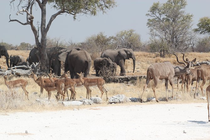 3 Day Etosha National Park Self-Drive Tour (B&B) - Important Booking Information
