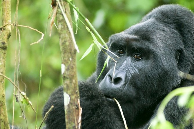 3-Day Gorilla Trekking in Bwindi National Park With Full Board - Contact Information