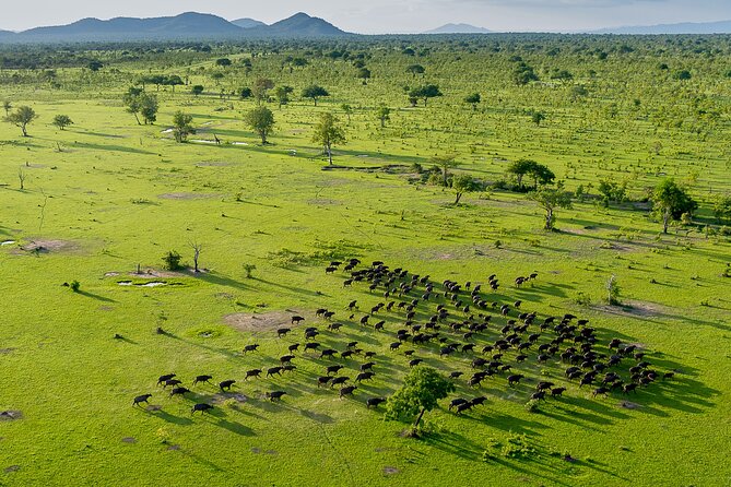 3 Day Luxury Selous Wildlife Encounter Safari Tour - Transportation Logistics