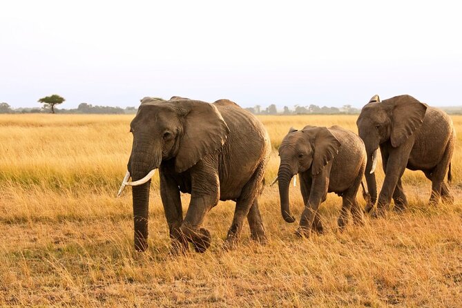 3-Day Masai Mara Migration Small Group Guided Safari From Nairobi - Frequently Asked Questions