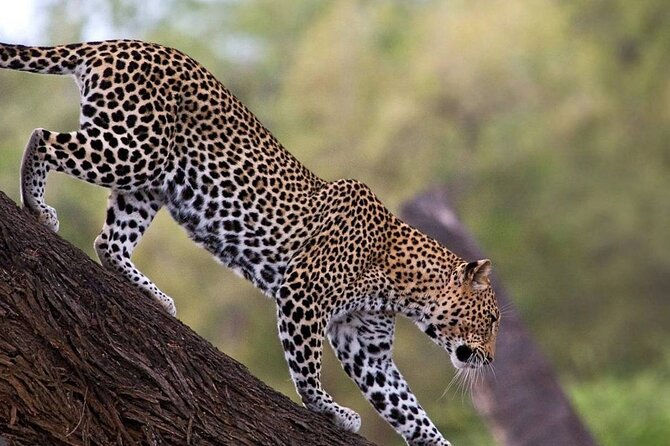 3 Day Safari-Ngamba Island and Kampala City Tour - Price and Booking Details