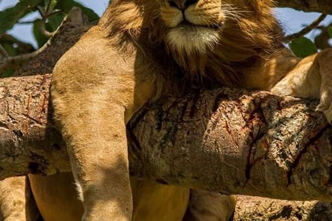 3 Day Safari Tour of Queen Elizabeth National Park in Uganda - The Sum Up