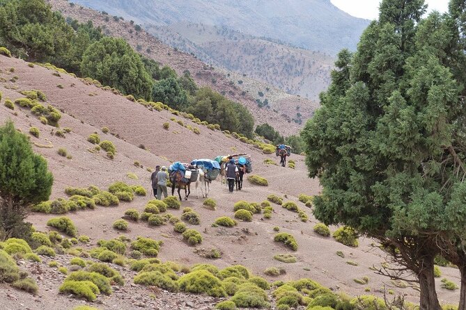 3-Day Trek in the High Atlas Massif From Marrakech - Local Cuisine Experience