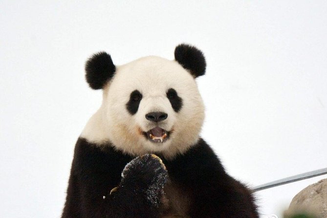 3-Day Yabuli Ski Resort and Panda House Private Trip From Harbin With Accommodation - Pricing and Booking Information