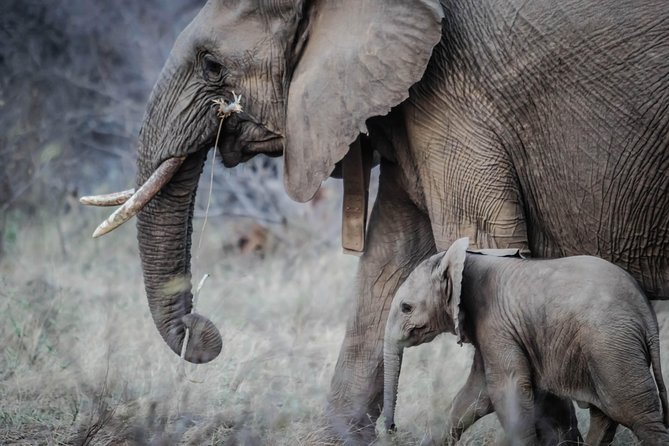 3 Days 2 Nights Amboseli Daily Departures - Pickup Details