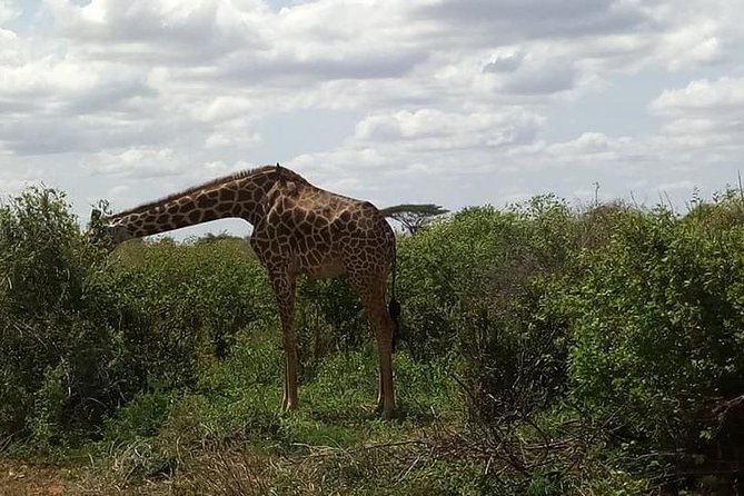 3 Days 2 Nights Masai Mara Joining Safari From Nairobi - Pricing, Availability, and Guarantee