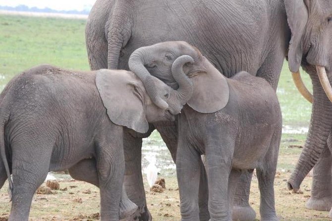3 Days Amboseli & Tsavo East Jeep Safari From Diani (Min 2 Pax) - Booking and Availability