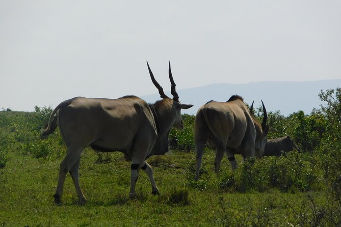 3 Days Amboseli - Packing List Essentials