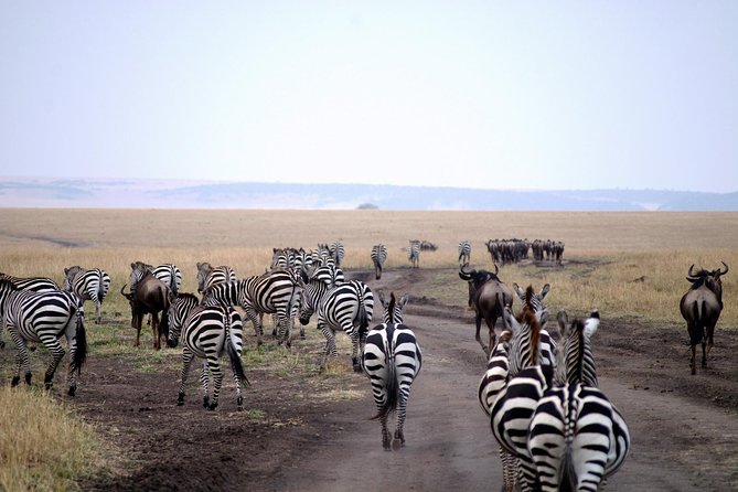 3 Days Best Of Kenya - Transportation and Accessibility