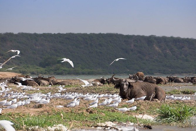 3 Days Big Five Game Viewing in Queen Elizabeth National Park - Day 2: Full-Day Game Drive