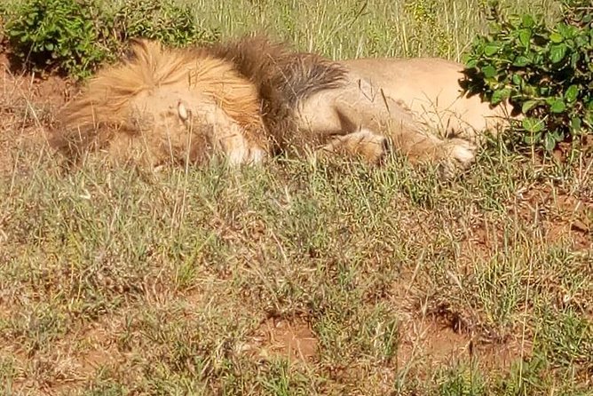 3 Days Budget Breathtaking Safari in Maasai Mara, Kenya