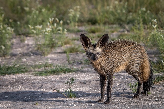 3-Days Central Kalahari Game Reserve - Insurance Coverage