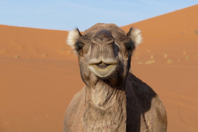 3 Days Desert Tours From Marrakech to Fes - Tour Activities
