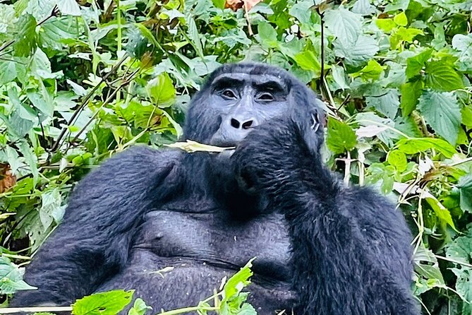 3 Days Gorilla and Chimpanzee Trekking in Uganda - Safety and Health Tips