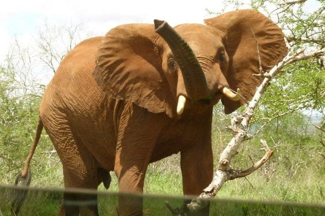3 Days Lion Bluff Lumo Sanctuary (Minimum 2 Pax) - The Sum Up