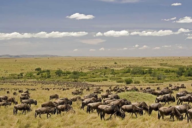 3 Days Masai Mara Budget Camping Safari Packages - Tour Highlights