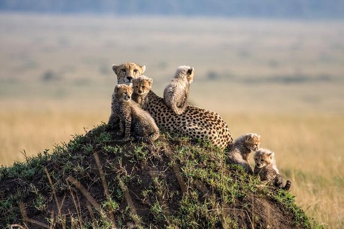 3 Days Masai Mara Flying Package From Diani Mombasa(Min 2 Pax) - Traveler Guidelines