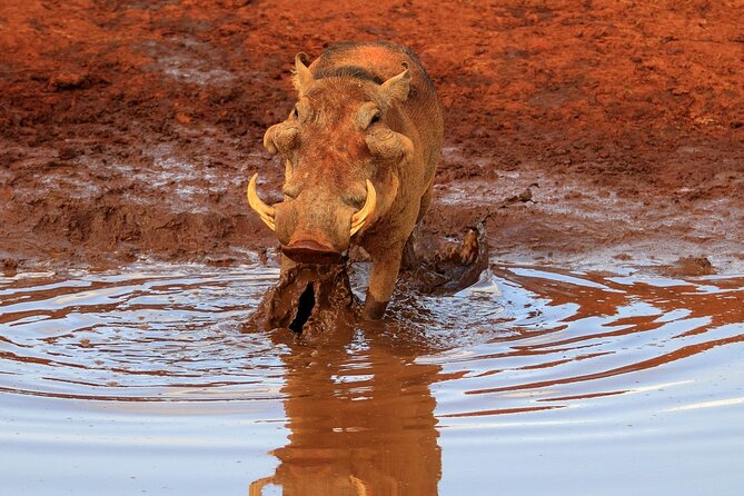 3 Days of Private Safari Tour in Tsavo National Park West - Airport Pick-Up and Drop-Off