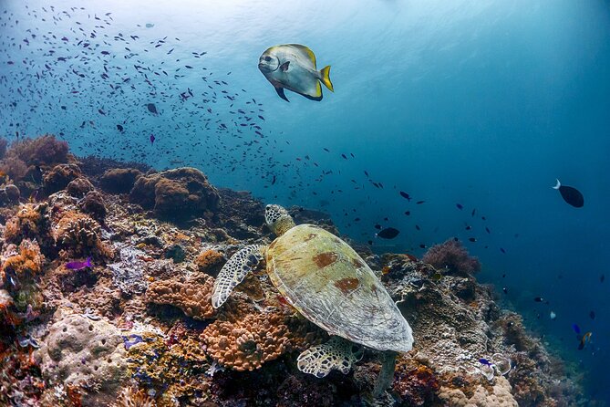 (3 Days) PADI Open Water Diver Course Kota Kinabalu - The Sum Up