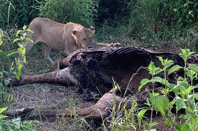3 Days Ruaha National Park Fly From Zanzibar - Booking and Pricing Options