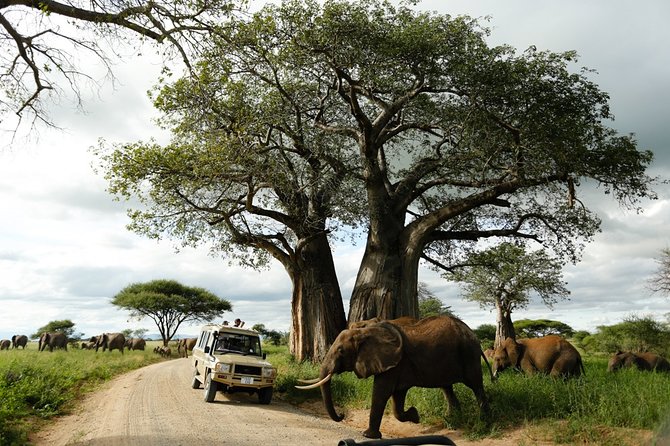 3 Days Safari; Tarangire N.P, Ngorongoro Crater and Lake Manyara National Park