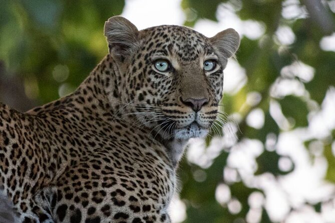 3 Days Safari Tour to Tsavos Most Photographed Lodge - Additional Information