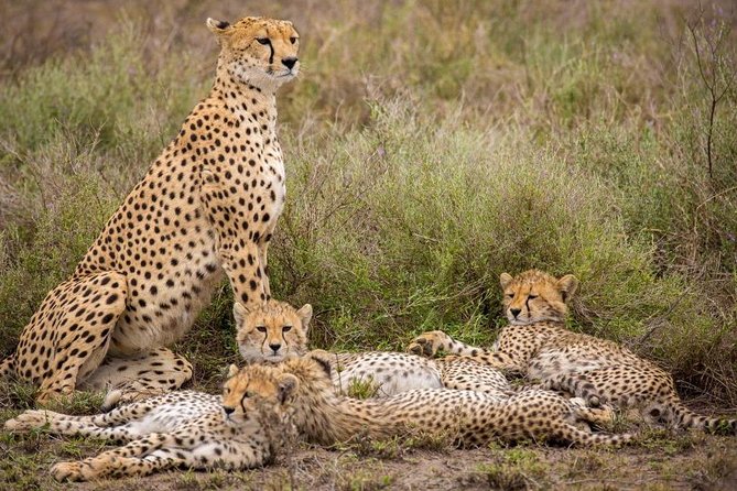 3 Days Samburu Big Five - Meeting and Pickup Details