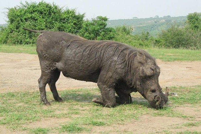 3 Days Trip to Mole National Park - Dining and Cuisine Highlights