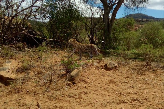 3 Days Tsavo East & Tsavo West Safari ( Minimum 2 Pax) - Pricing and Guarantee Information