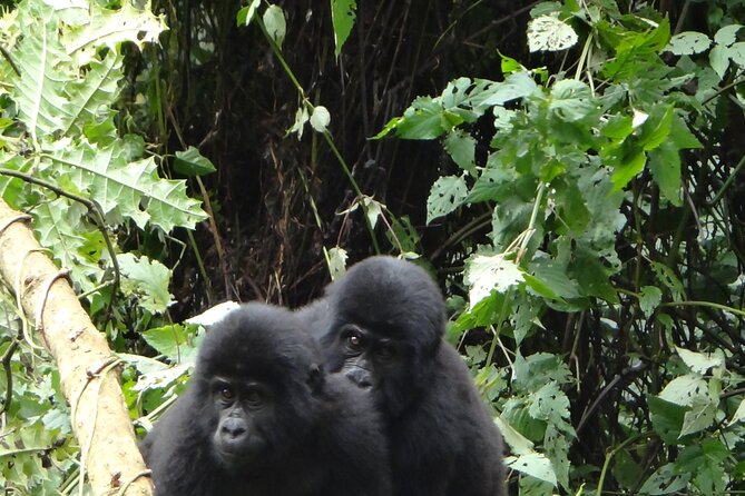 3 Days Uganda Gorilla Safari Tour - Additional Information