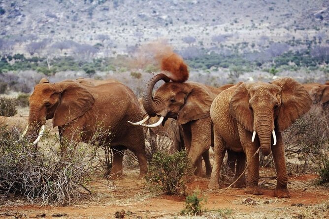 3 Days Wildlife Safari From Mombasa - Frequently Asked Questions