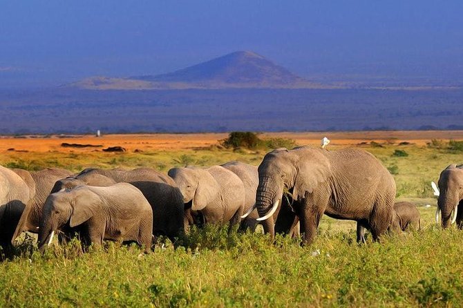 4 Day Amboseli National Park Luxury Safari - Booking Information