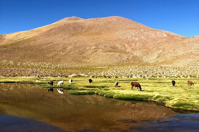 4-Day Atacama Highlights - Geysers, Lagoons and Valleys - Pricing and Cancellation Policy