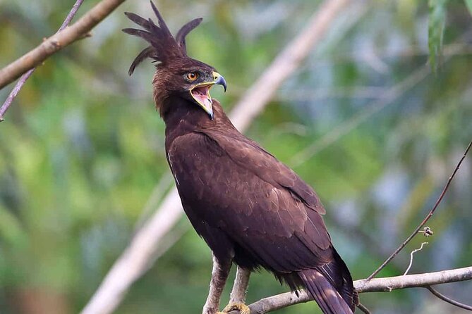 4-Day Birding in Murchison Falls National Park - Day 3: Birding Safari Adventure