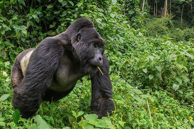 4-Day Bwindi Impenetrable National Park Private Safari Tour - Price and Cancellation