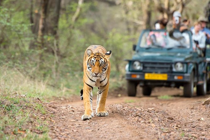 4 Day Golden Triangle With Ranthambore Tiger Safari From Delhi - Transportation and Activities
