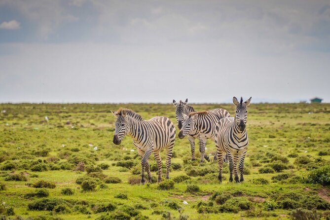 4-Day Kenya Masai Mara Safari From Nairobi - Meals Included