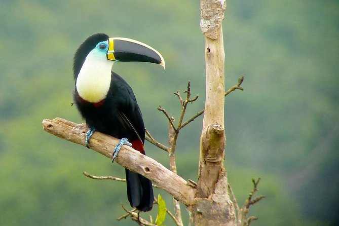 4 Day Manu Bird Watchers Paradise - Group Service - Tour Highlights