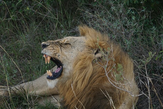 4-Day Masai Mara Safari Adventure - Frequently Asked Questions