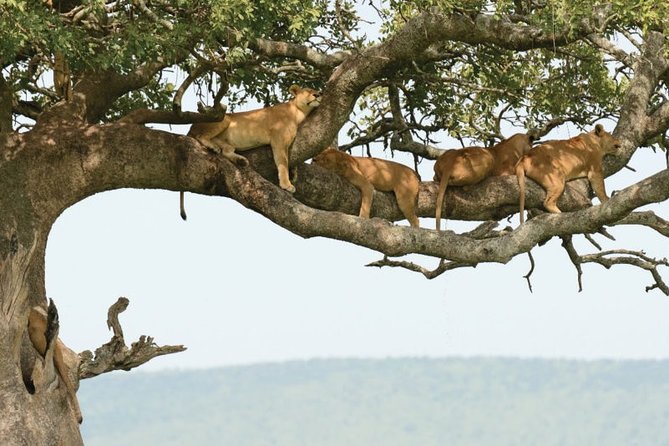 4-Day Tanzania Best Camping Safari: Lake Manyara, Serengeti & Ngorongoro Crater - Pickup Information