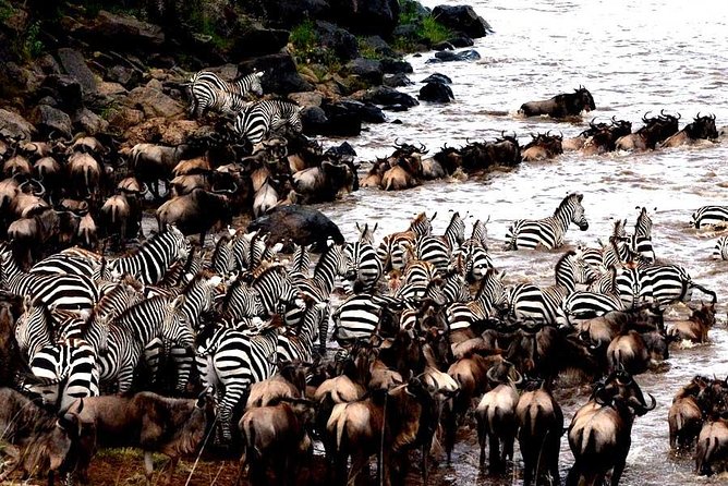 4 Day Wildebeest Migration Budget Camping Safaris - Meals Included