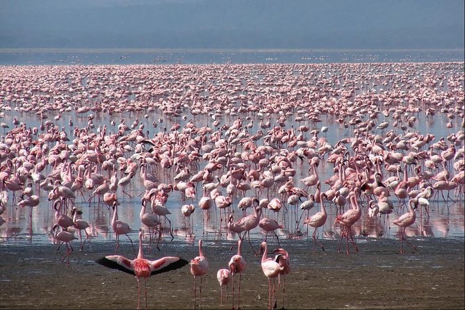 4 Days Aberdare, Lake Nakuru, Lake Naivasha Safari (Minimum 2 Persons) - Booking and Availability