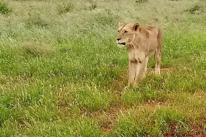 4 Days Amboseli Explorer - Tour Features