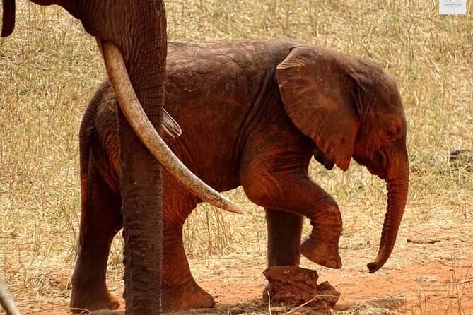 4 Days Best of Kenya Safaris From Watamu - Accommodation and Meals Included