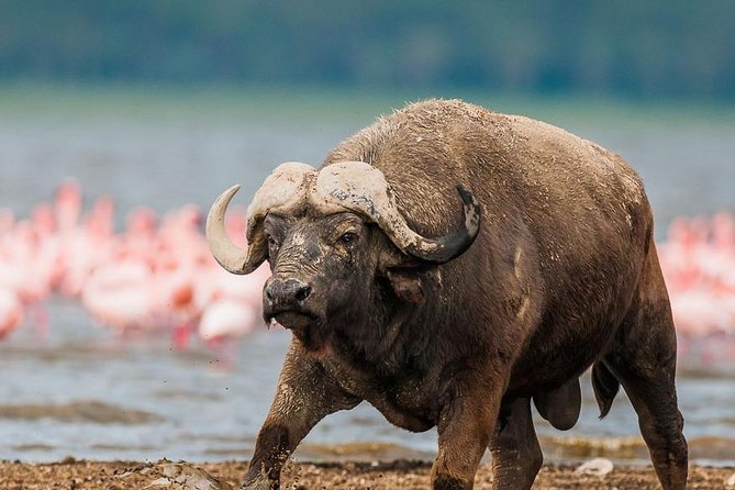 4 Days Best of Samburu & Lake Nakuru Wildlife Safari on 4x4 Jeep - Convenient Pickup and Drop-off