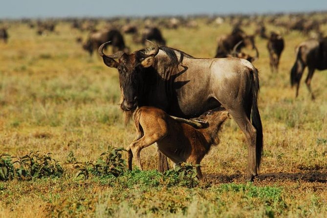 4 Days Great Wildebeest Migration Safari Maasai Mara 2020 - Frequently Asked Questions