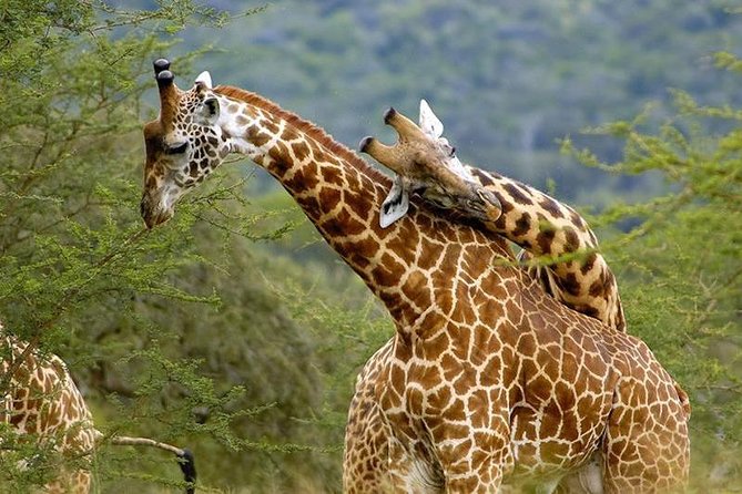 4 Days Lake Manyara/Serengeti/ngorongoro Budget Safari - Group Size Limit