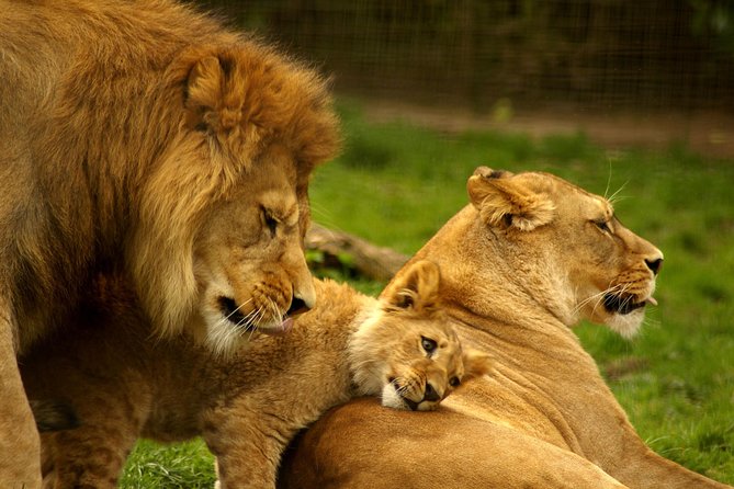 4 Days Masai Mara Lodge Safari on 4x4 Land Cruiser Jeep - Traveler Requirements